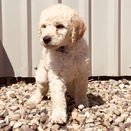Bernedoodle and Labradoodle Puppies from Royal Doodles