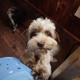 Zoey - Havanese