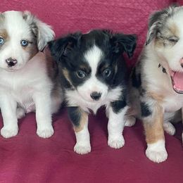 Miniature Australian Shepherds and Toy Australian Shepherds from Leary’s Little Aussies