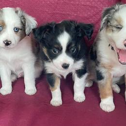 Miniature Australian Shepherds and Toy Australian Shepherds from Leary’s Little Aussies