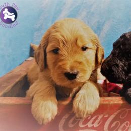 Goldendoodle Puppies from South Paw Doodles