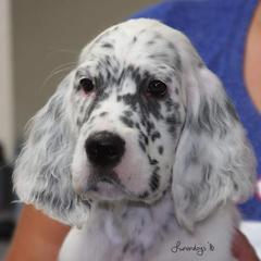 English Setters from Covenant English Setters
