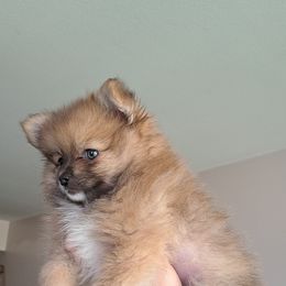 Pomeranian Puppies from Wisco Poms