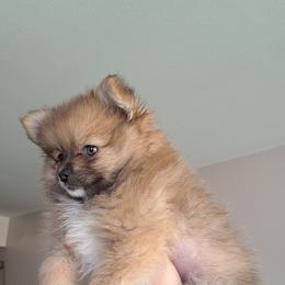 Pomeranian Puppies from Wisco Poms