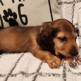 Norman 2.0 - Sable male Dachshund puppy in Goodman, Missouri from Darling Dachshunds