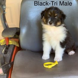 Australian Shepherd Puppies from LIT Aussies