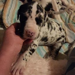 Harlequin Female 2 - Harlequin female Great Dane puppy in Gig Harbor, Washington from Lakaya Danes