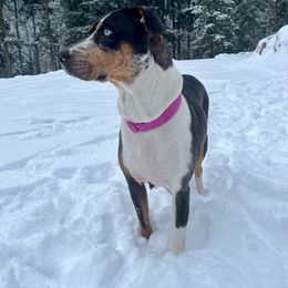 Beacon - Catahoula Leopard Dog
