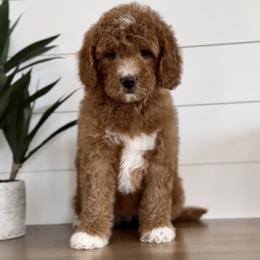 Ruby - Red  female Goldendoodle puppy in St George, Utah from Doodle Bears of Southern Utah