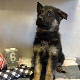 Abbie - Black and tan female German Shepherd puppy in Stanardsville, Virginia from Majestic K9 LLC