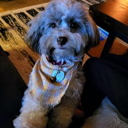 Lucy - Havanese
