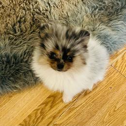 Waffles (Blue and Tan Merle Parti Male) - Blue merle male Pomeranian puppy in Buck Valley, Pennsylvania from Buck Valley Pomeranians