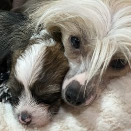 Chinese Crested puppies from Jushae Kennel