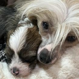 Chinese Crested puppies from Jushae Kennel