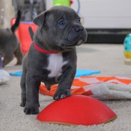 Asher - Blue brindle male American Bully puppy in Easton, Maryland from Night Court Bullies
