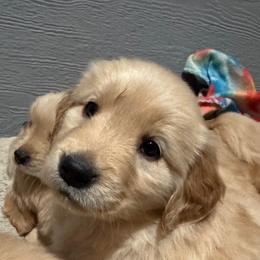 Golden Retriever Puppies from Golden Paws of Purpose