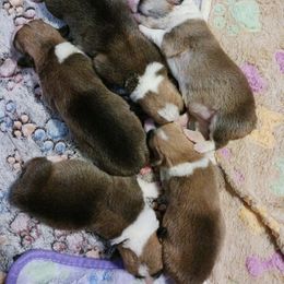 Pembroke Welsh Corgi Puppies from Hart's