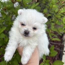WINTER - White male Pomeranian puppy in Interlachen, Florida from DK DARLINGS