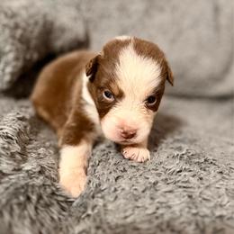 Stella - Red tri-color female Australian Shepherd puppy in Athens, Texas from Ricochet Corgis