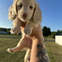 Olivia - Cream female Dachshund puppy in Mc Alester, Ok, Oklahoma from New Hope Miniature Dachshunds
