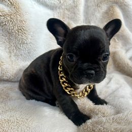 French Bulldog Puppies from Yellowstone Frenchies