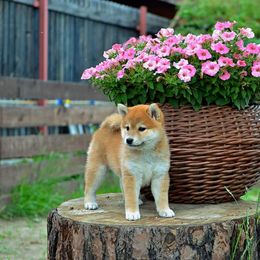 Shiba Inu Puppies from Shiba Inu of Matrix