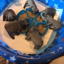 French Bulldog Puppies from Crooked C Ranch