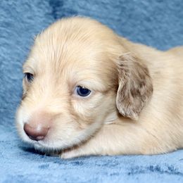 Winston (Black Band) - Cream male Dachshund puppy in Raleigh, North Carolina from McLovin Doxies