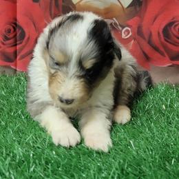 Rosie - Blue merle and white female Shetland Sheepdog puppy in Conway, Missouri from Brooks's little darlings