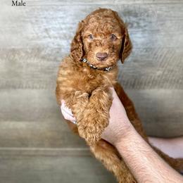 Irving - Red  male Goldendoodle puppy in Abilene, Texas from Mesquite Kennels