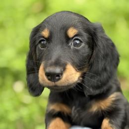 Long hair - 2150 - Black and tan male Dachshund puppy in Nashville, Arkansas from Whisenhunt Farms