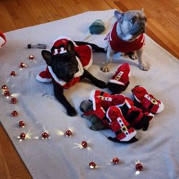 French Bulldog Puppies from Fair Oaks Frenchies