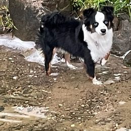 Bandit - Toy Australian Shepherd