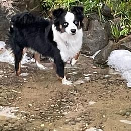 Bandit - Toy Australian Shepherd