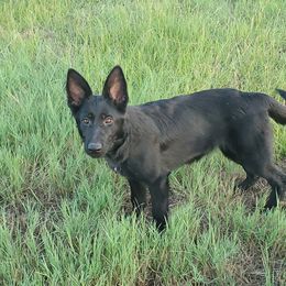 Girl 4 - Black German Shepherd puppy in Eustace, Texas from Macanta K9