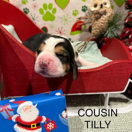 Cousin Tilly - Black brown and white female Basset Hound puppy in Lagrange, Georgia from Tall Oak Bassets