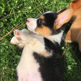 Pembroke Welsh Corgi Puppies from Naomi’s Corgis