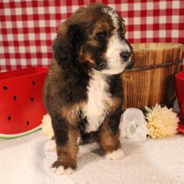 Tootsie - Brown and white female Bernedoodle puppy in Peyton, Colorado from Peyton Doodles