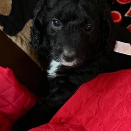 Girl 4 - Parti Goldendoodle puppy in Gig Harbor, Washington from Sandy’s Goldendoodles