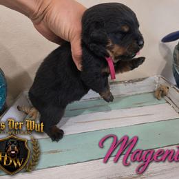 Magenta female - Black and mahogany female Rottweiler puppy in Lake City, Florida from Haus Der Wut Kennels