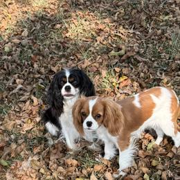 Cavalier King Charles Spaniels from Londyn Cavaliers