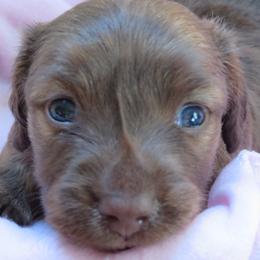 Dachshund Puppies from BB's Doxies