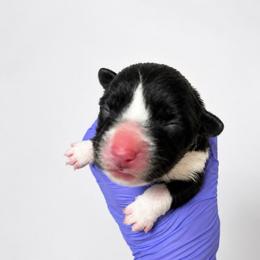 Cody - Black and white male Cardigan Welsh Corgi puppy in Kerens, West Virginia from Leather & Lace