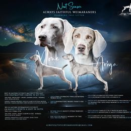 Weimaraner puppies from Always Faithful Weimaraners
