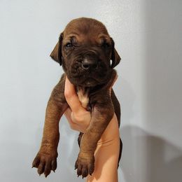 Kristoff - Fawn male Great Dane puppy in Marshall, Michigan from Dream K9