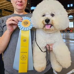 Ollie - Bichon Frise