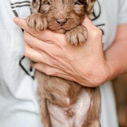 Otter - Chocolate merle male Bernedoodle puppy in Jackson, Missouri from Pincksten Family Doodles