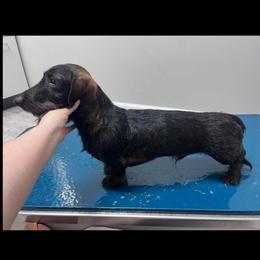Simba - Dachshund