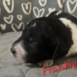 Frankie - Parti male Goldendoodle puppy in Kansas City, Missouri from Poppy's Doodles