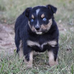 Tessa - Black tri female Miniature Australian Shepherd puppy in Evant, Texas from Lazy VT Bar Ranch